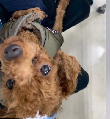カメラを見上げる犬