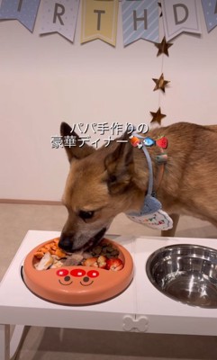 ご飯を食べる犬