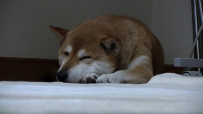 ももちゃん、お疲れさま♡