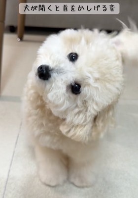 限界まで首をかしげてます