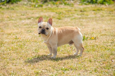 フレブル、枯れた芝生