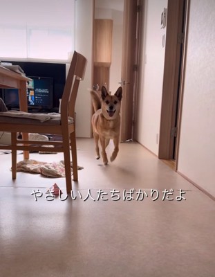 笑顔で駆け寄る犬