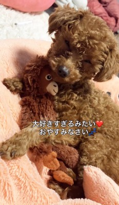 ぬいぐるみを抱きしめて目を細める犬
