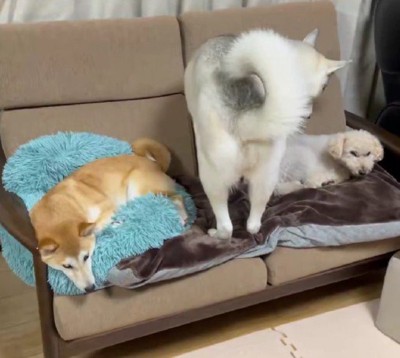 兄姉大好き！