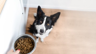犬にごはんを与える