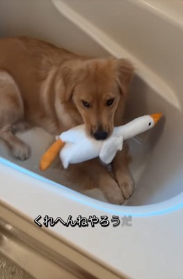 浴槽の中の大型犬
