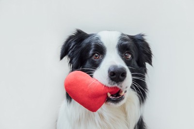 ハートのおもちゃを咥える犬