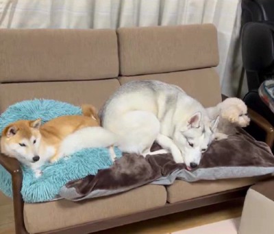 踏みつぶしながらゴロン