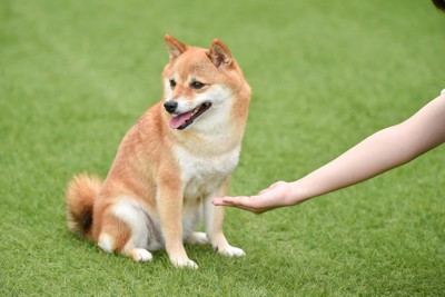 横を向いて座る柴犬