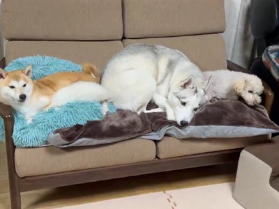 リクちゃんが避難
