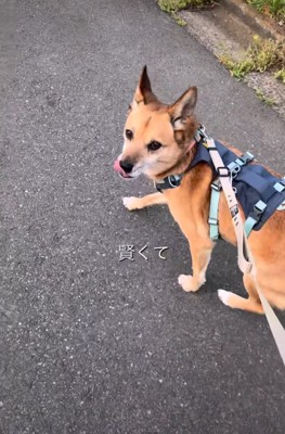 散歩する犬