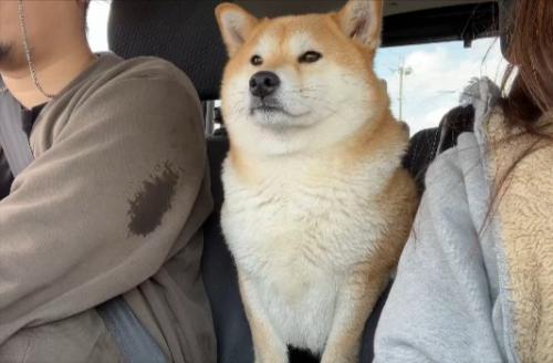 ひょっこり