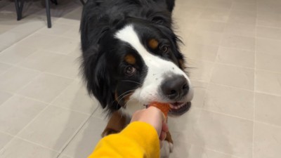 楽しそうに遊ぶどんちゃん
