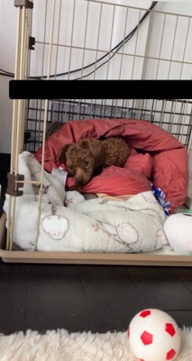 ケージの中で寝転がっている犬
