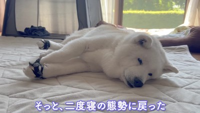 老犬のあいちゃん