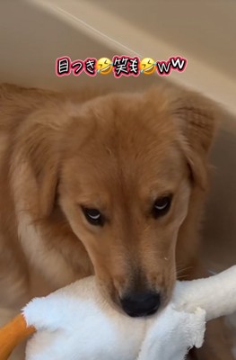 悪だくみをしていそうな表情の大型犬