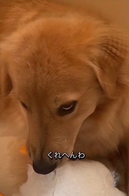 悪だくみをしていそうな表情の大型犬