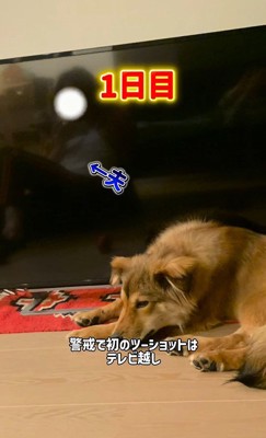 パパさんは警戒され、近づけませんでした