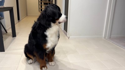 パパさんが心配で、しょんぼり…