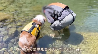 川の中をのぞき込むオーストラリアンシェパードと男の子