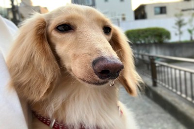 ダックスフントの鼻の光る雫