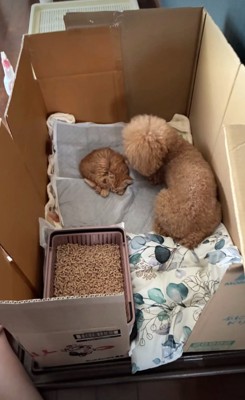 安心したように眠る子猫