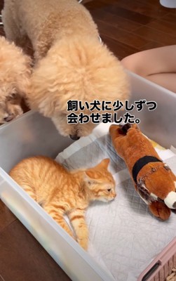 子猫を覗き見る犬たち