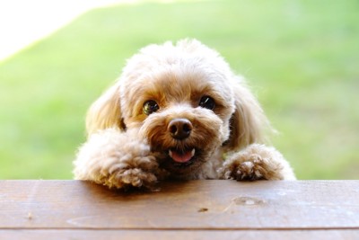 外から顔を覗かせる犬