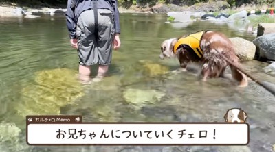 男の子のあとをついて川の中を歩くオーストラリアンシェパード