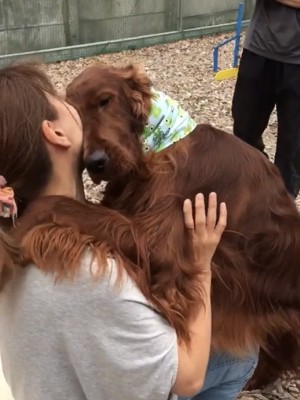 しがみつく犬