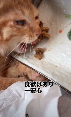 ご飯を食べる子猫