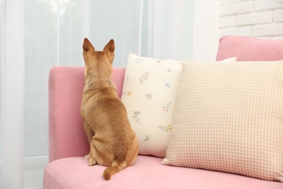 ソファに座る犬の背中