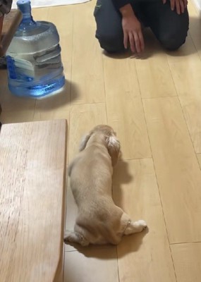 ソロソロとパパの方へ
