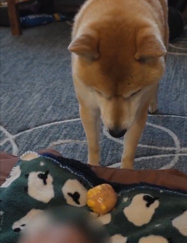 ボール