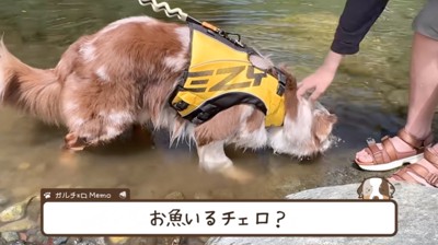 川の中に鼻先を入れるオーストラリアンシェパード