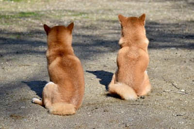柴犬、後ろを向いた2匹