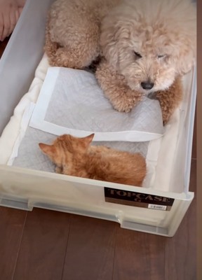 子猫を守る犬
