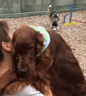 後ろに犬がいる中で甘える犬