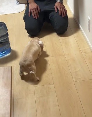 尻尾だけはブンブン♪