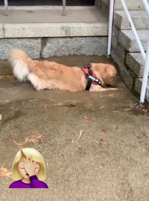 泥水にダイブ！