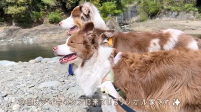 川辺に立つ2頭の犬