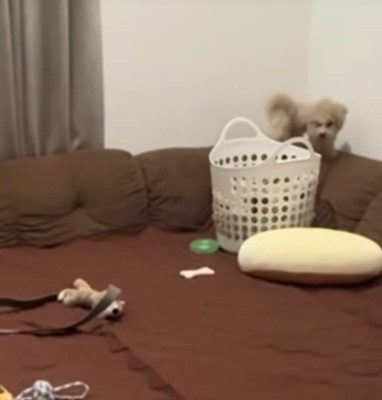 ソファの背に乗る犬