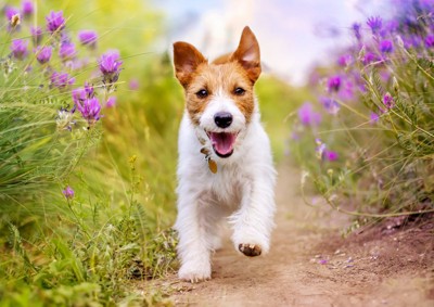 駆け寄る犬
