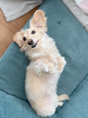 ヘソ天