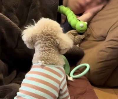 おもちゃを持ってきた犬