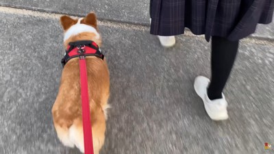 仲良く並んでお家へ♪