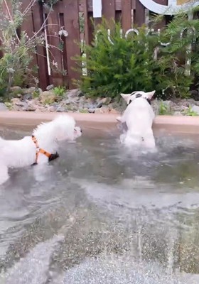 池から出ようと奮闘中