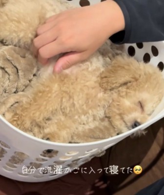 犬の寝顔
