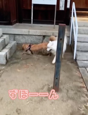 2度目のダイブ！