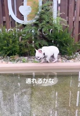 池の周りをトコトコ♪